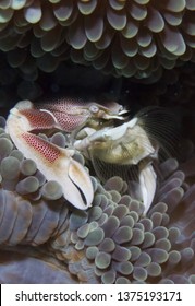 Porcelain Filter Feeder Crab Sitting In An Anemone