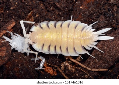 Porcellio Bolivari, A Species Of Terrestrial Isopod Crustacean Of The Porcellionidae Family Endemic To Southeastern Spain.