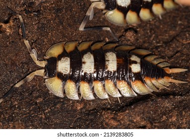 Porcellio Expansus, A Species Of Woodlouse Belonging To The Family Porcellionidae That Can Be Found In Mainland Spain.