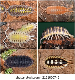 Porcellio, A Genus Of Woodlice In The Family Porcellionidae; Six Species Of The Iberian Peninsula.