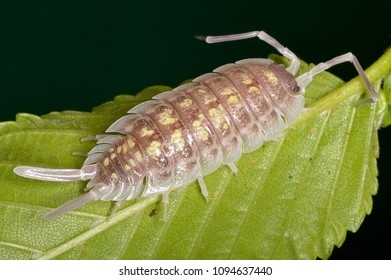 Porcellio Haasi,  A Species Of Woodlouse Belonging To The Family Porcellionidae That Can Be Found On The Spain