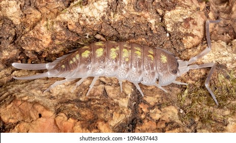 Porcellio Haasi,  A Species Of Woodlouse Belonging To The Family Porcellionidae That Can Be Found On The Spain