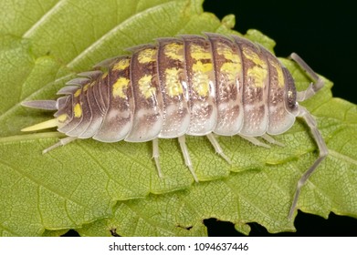 Porcellio Haasi,  A Species Of Woodlouse Belonging To The Family Porcellionidae That Can Be Found On The Spain