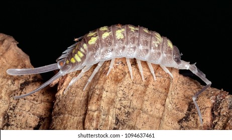 Porcellio Haasi,  A Species Of Woodlouse Belonging To The Family Porcellionidae That Can Be Found On The Spain