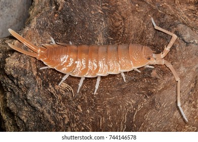 Porcellio Magnificus, A Species Of Woodlice In The Family Porcellionidae. It Is An Endemic Species From Southeastern Spain