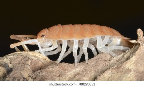 Porcellio Magnificus, A Species Of  Woodlouse In The Family Porcellionidae. It Is An Endemic Species From Southeastern Spain