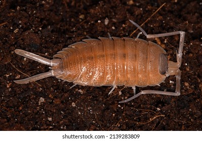 Porcellio Nicklesi, A Endemic Species Of Woodlice Of Eastern Spain (family Porcellionidae). 