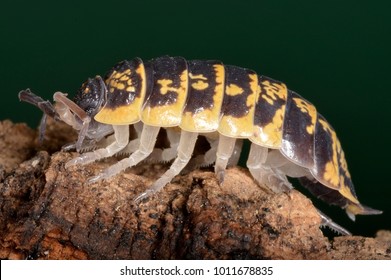 Porcellio Ornatus, A Species Of Woodlice In The Family Porcellionidae