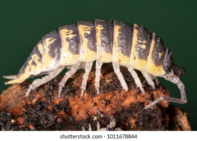 Porcellio Ornatus, A Species Of Woodlice In The Family Porcellionidae