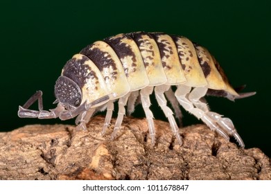 Porcellio Ornatus, A Species Of Woodlice In The Family Porcellionidae