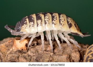 Porcellio Ornatus, A Species Of Woodlice In The Family Porcellionidae