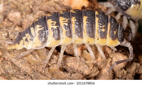 Porcellio Ornatus, A Species Of Woodlice In The Family Porcellionidae