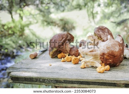 Porcini mushroom and chanterelles on wood table in front of forest foliage. Fall fungus before cleaning. Wild edible mushroom. Known as king mushroom, Boletus edulis, and pfifferlinge. Selective focus
