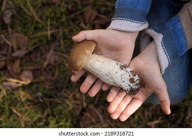 Porcini Mushroom Found In The Forest Lies In The Hands Of A Child. An Interesting Walk Through The Forest And A Successful Mushroom Picking. Hobby To Collect Mushrooms. Selective Focus