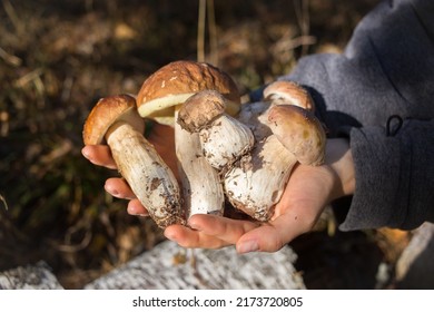 Porcini Mushrooms Collected In The Forest, In The Hands Of A Person. An Interesting Walk In The Forest And A Successful Mushroom Picking. Hobby To Collect Mushrooms. Selective Focus