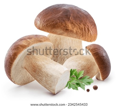 Porcini mushrooms and fresh parsley leaves on white background.