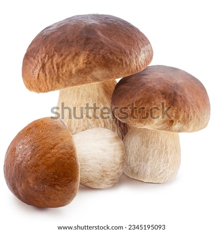 Porcini mushrooms on white background. File contains clipping path.