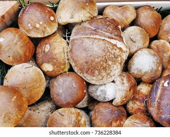 Porcini mushrooms, penny bun in a box (Boletus edulis)