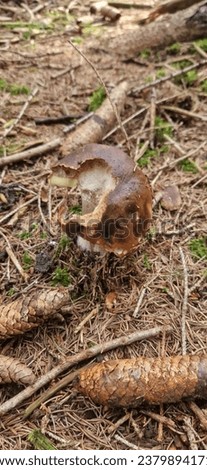 Porcino fungo mushrom in the mountain Alps