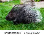 porcupine