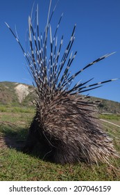 Porcupine From The Back With Quils Standing Up