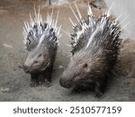 porcupine, A porcupine is captured in a natural environment, showcasing its sharp quills as it interacts with a large, rugged tree trunk, nibble at the tree bark