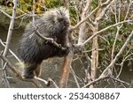 A porcupine climbing in a tree at the Calgary Zoo