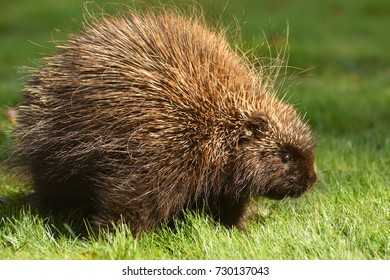 Porcupine Close Up (Canada)