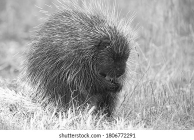 Porcupine Eating In The Summer Meadow In Canada