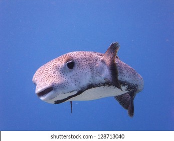 Porcupine Fish