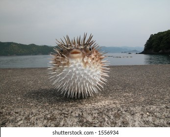 Porcupine Fish