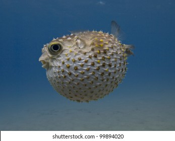 Porcupine Fish Blown Up