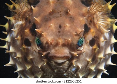 Porcupine Fish , Diodon Holocanthus , Portrait