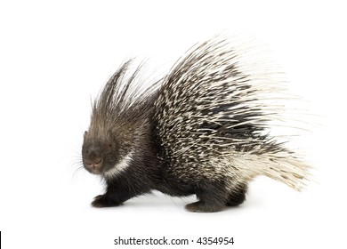 Porcupine In Front Of A White Background