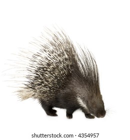 Porcupine In Front Of A White Background