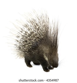 Porcupine In Front Of A White Background