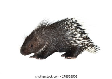 Porcupine Isolated On White Background