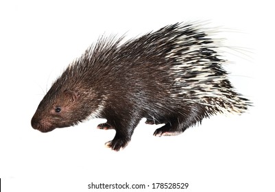 Porcupine Isolated On White Background