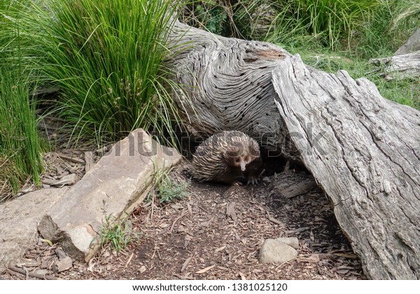 Porcupine Landak Malay Language Stock Photo Edit Now 1381025120