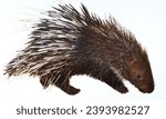 Porcupine: The mobile pincushion that discourages hugs but excels at self-defense.