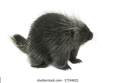 Porcupine On A White Background