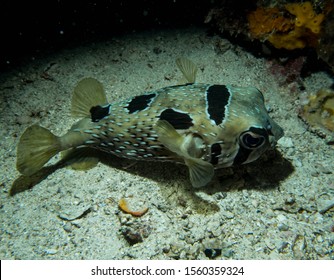 Porcupine Pufferfish In The Coral Reef