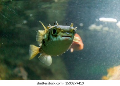 Porcupine Pufferfish On The Aquarium