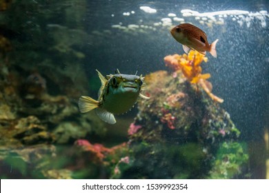 Porcupine Pufferfish On The Aquarium