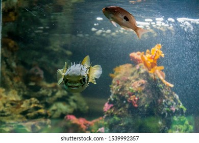 Porcupine Pufferfish On The Aquarium