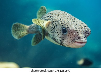 A Porcupine Pufferfish in the open water in Bonaire. 
