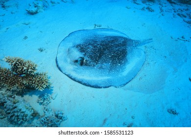 Porcupine ray (Urogymnus asperrimus) underwater in the tropical coral reef of the red sea 
