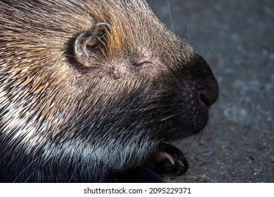 Porcupine Sitting In Partial Sunshine With Eye And Ear Lit Up