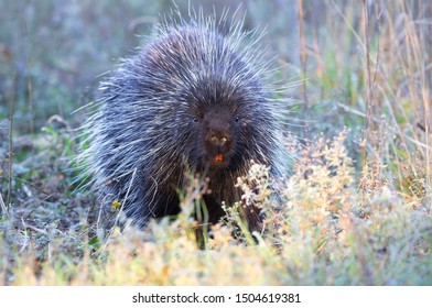 Porcupine In The Summer Meadow In Canada