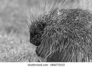 Porcupine In The Summer Meadow In Canada